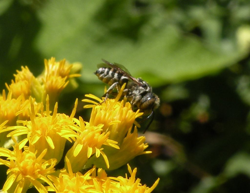 Coelioxys sp?